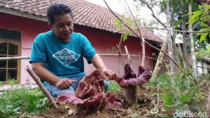 Geger! 15 Bunga Bangkai Suweg Tumbuh di Lahan Warga Kuningan