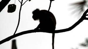 Dokter Hewan di China Meninggal Terinfeksi Virus Monkey B