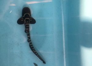 Upaya Pemulihan Populasi Hiu Belimbing di Perairan Kepulauan Raja Ampat Berhasil, Dua Anakan Hiu Belimbing (Stegostoma tigrinum) Menetas 