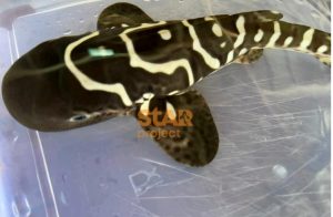 Anakan Hiu Belimbing Jantan Pertama dari Proyek StAR dinamakan ‘Charlie’