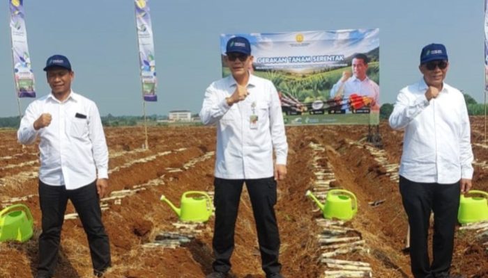 Akselerasi Swasembada Pangan, Kementan Gelar Tanam Serentak Komoditas Perkebunan di 12 Provinsi