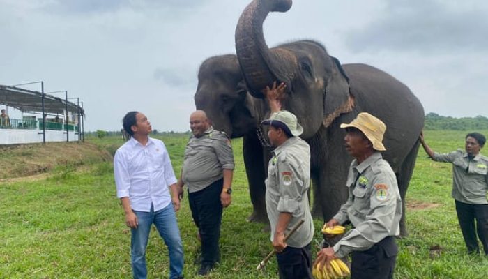 FKGI Dukung Arah Kebijakan Raja Juli Antoni, Infrastruktur Diminta Lindungi Koridor Gajah