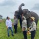 FKGI Dukung Arah Kebijakan Raja Juli Antoni, Infrastruktur Diminta Lindungi Koridor Gajah