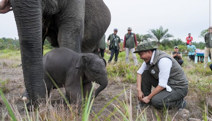 Jaga Gajah Padang Sugihan dari Karhutla, Menhut Raja Antoni Pertebal Pasukan Darat