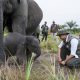 Jaga Gajah Padang Sugihan dari Karhutla, Menhut Raja Antoni Pertebal Pasukan Darat